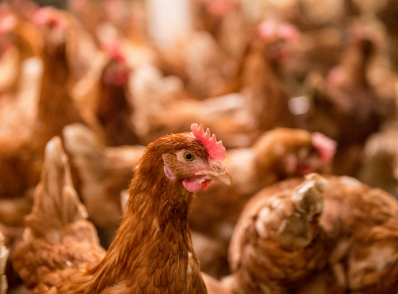 Avian Influenza Found In Delaware Chicken Flock; Producers Urged To Take Precautions