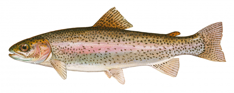Spring Trout Season to Open at Downstate Ponds With Youth-Only Day March 5